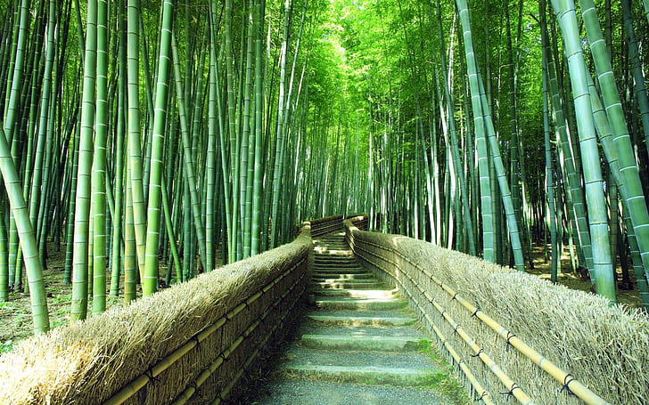 Bamboo forest trails, green scenery, green bamboo plants near pathway