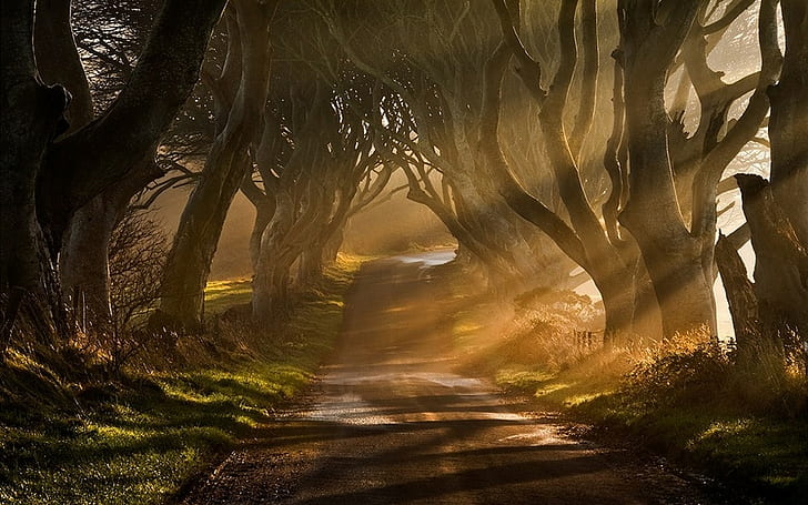 Nature, Landscape, Mist, Sun Rays, Road, Trees, Grass, Shrubs, Sunrise, Ireland, HD wallpaper