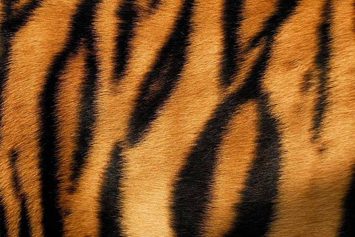 tiger, skin, fur, texture, animal