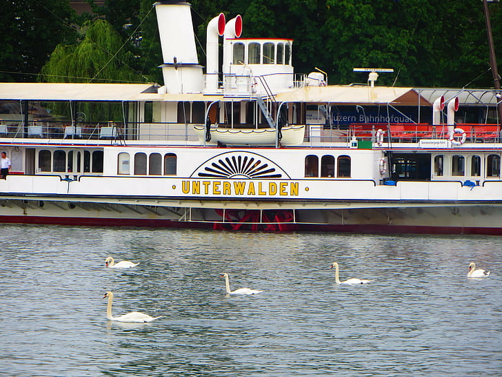 boat, Luzern, Swan, Switzerland, water, HD wallpaper
