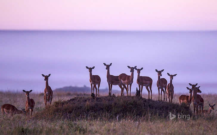 Image result for impala in masai mara