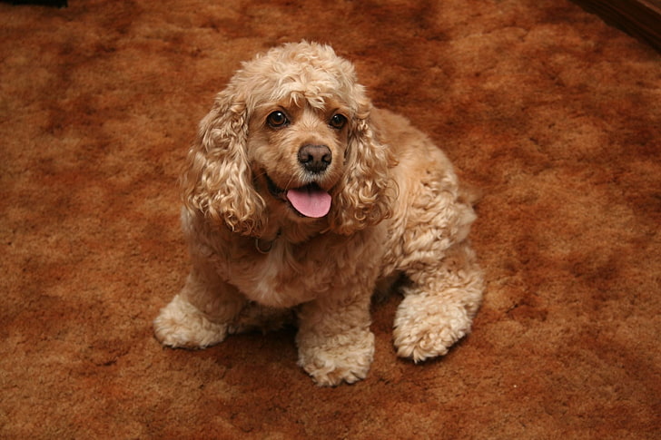 tan American cocker spaniel puppy, dog, curly, color, pets, animal, HD wallpaper
