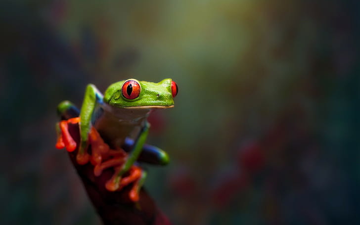 frog, amphibian, macro, HD wallpaper