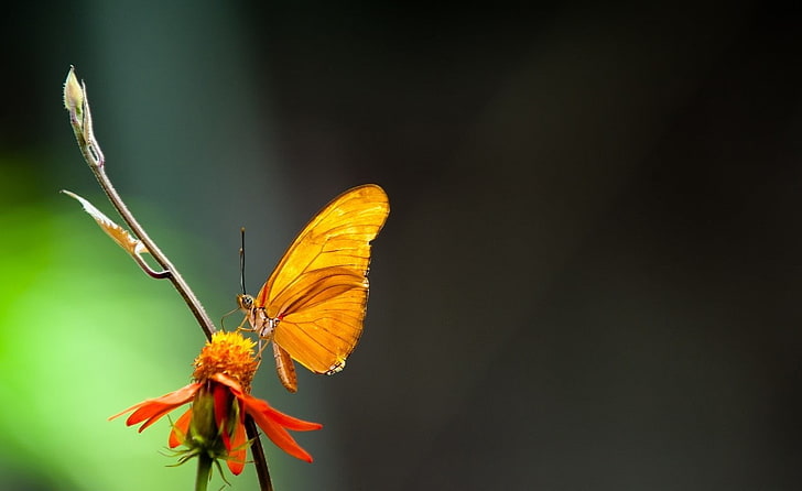butterfly, insect, invertebrate, animals in the wild, animal wildlife