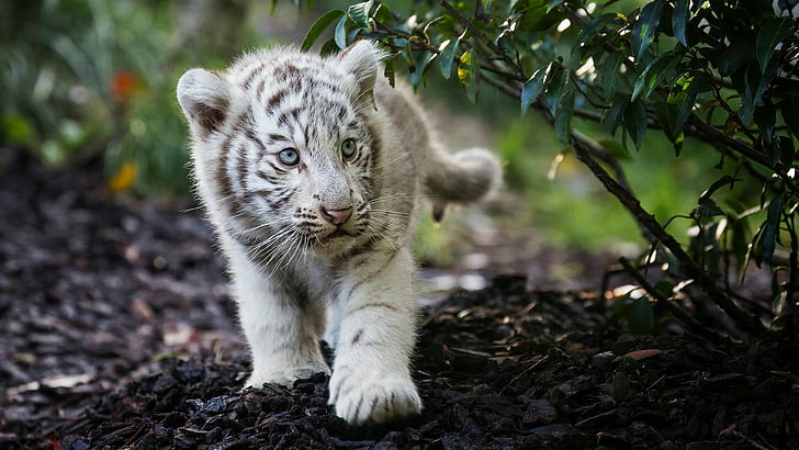 Cats, White Tiger, Animal, Baby Animal, Blue Eyes, Cub, Cute, HD wallpaper