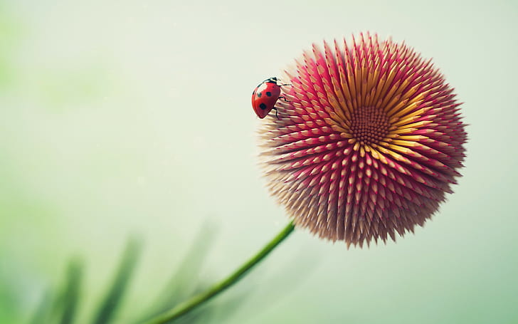 HD wallpaper: flower, 4k, 8k, HD, Ladybug, pencil | Wallpaper Flare