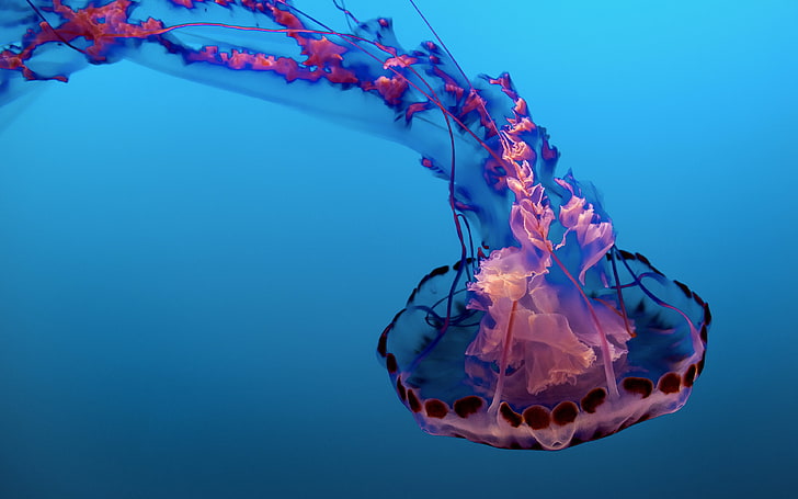 Underwater Jellyfish 4K 8K, blue, colored background, no people, HD wallpaper