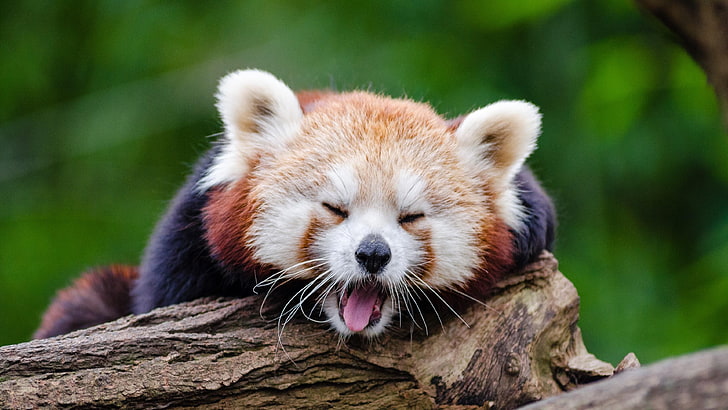 red panda, baby, yawn, cute, HD wallpaper