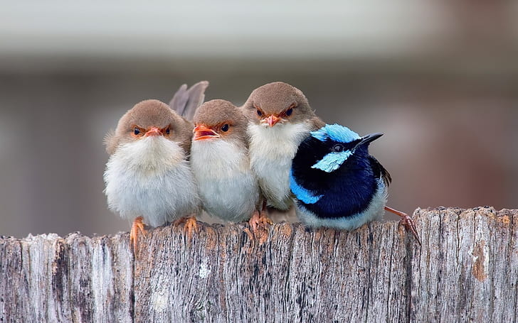 Cute Little Birds, flock of four small birds, passerine