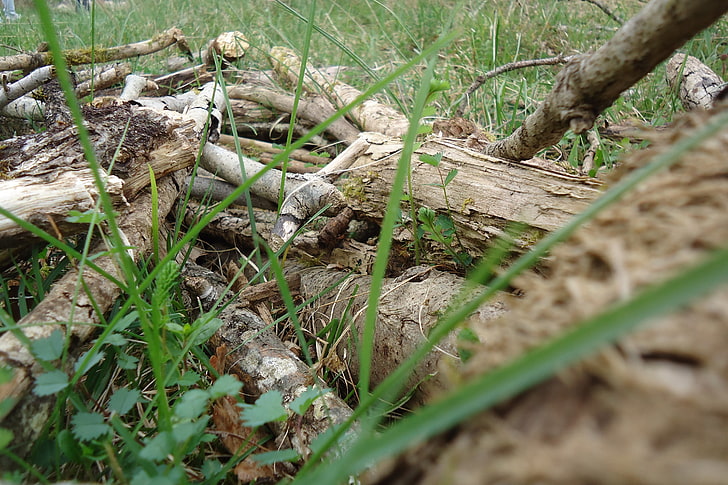 nature, wood, France, plant, tree, land, field, selective focus, HD wallpaper