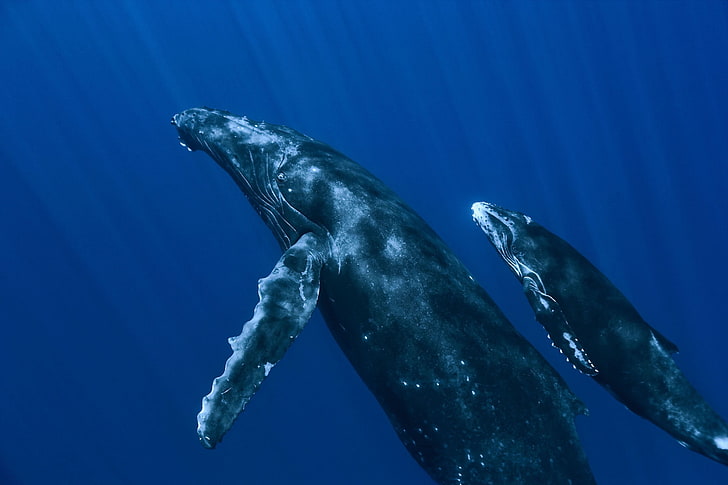 whales, animals, underwater, sea, animal wildlife, animals in the wild