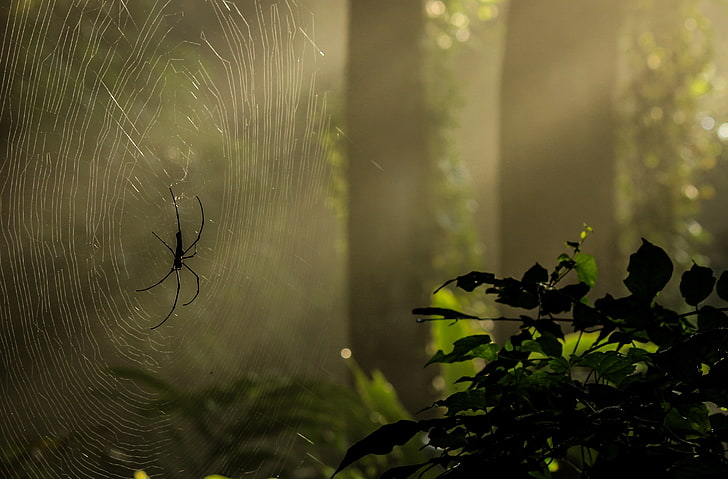 Basking In Reflected Glory, Animals, Insects, Sunshine, Spider, HD wallpaper
