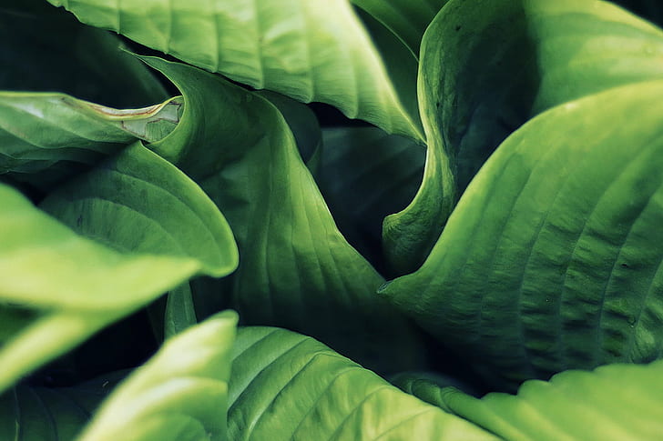 Macro photography of green leaves, Hypnosis, Montreal, Summer, HD wallpaper