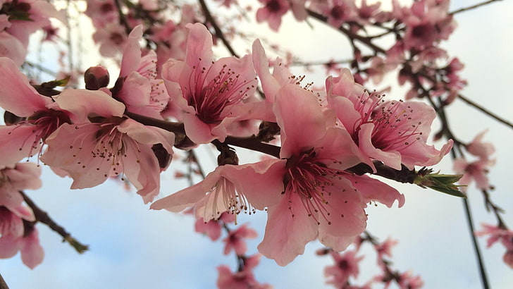flower, spring, almond, petal, pink, blossom, flowers, flowering plant, HD wallpaper