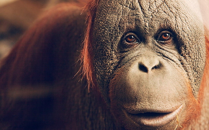 animals, apes, orangutans, one animal, mammal, portrait, looking at camera, HD wallpaper