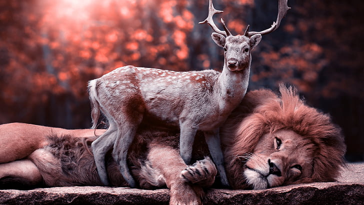 wildlife, mammal, deer, lion, stag, unbelievable, photoshop, HD wallpaper