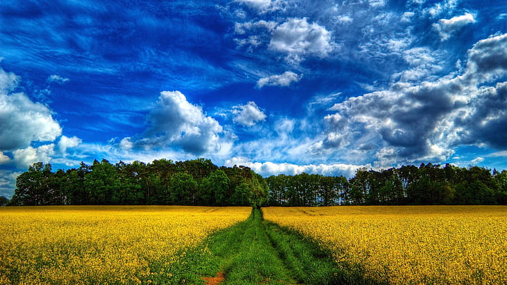 Beautiful scenery, fields, rape flowers, trees, blue sky and white clouds, HD wallpaper