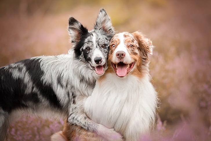 Dogs, Australian Shepherd, Border Collie, Pet, HD wallpaper