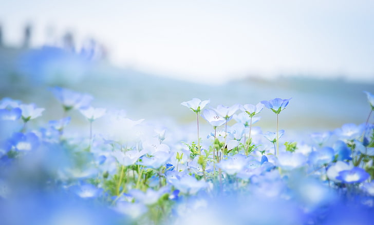 blue flowers, field, petals, blur, Nemophila, nature, plant, summer, HD wallpaper