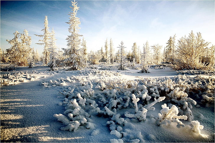 snow, landscape, winter, pine trees, nature, cold temperature