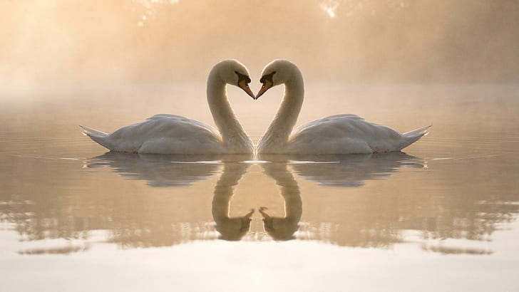 10,000+ Free Swan & Nature Images - Pixabay