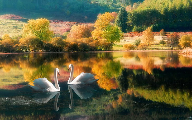 Together, trees, birds, swans, lake, animals, HD wallpaper