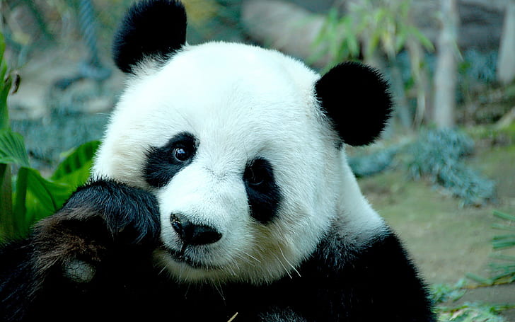 Sad Panda Bear, HD wallpaper