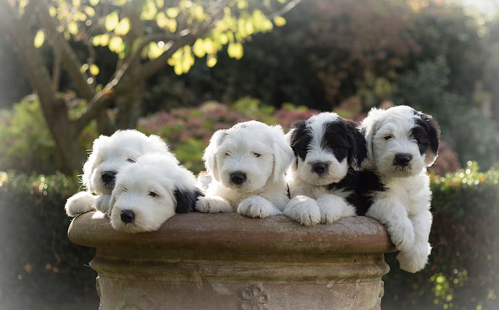 HD wallpaper: dogs, puppies, Bobtail, The old English Sheepdog