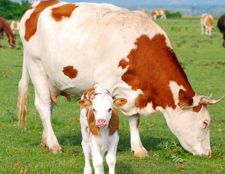 white and brown cow and calf, pasture, cattle, agriculture, farm