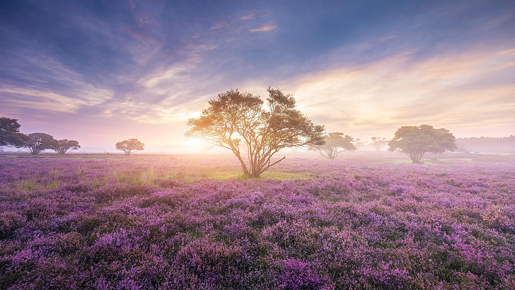 dawn, meadow, sunlight, lavender, sunrise, english lavender, HD wallpaper