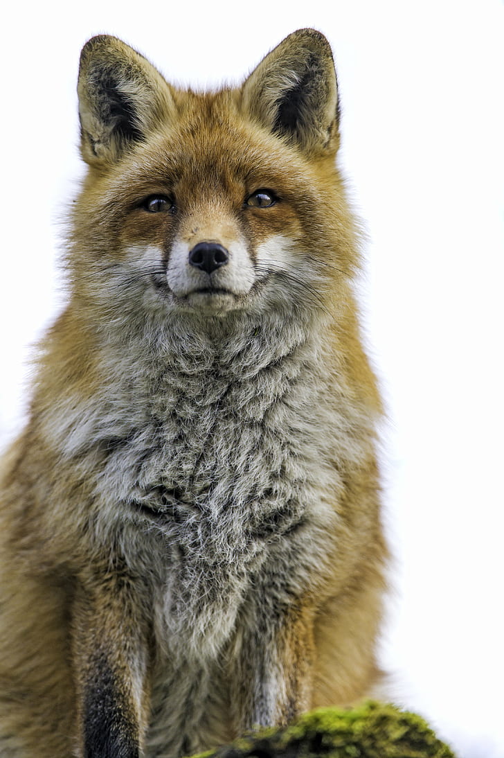 photo of brown Fox, white, background, portrait, face, beautiful