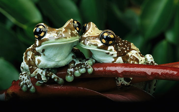 animals, amphibian, frog, HD wallpaper