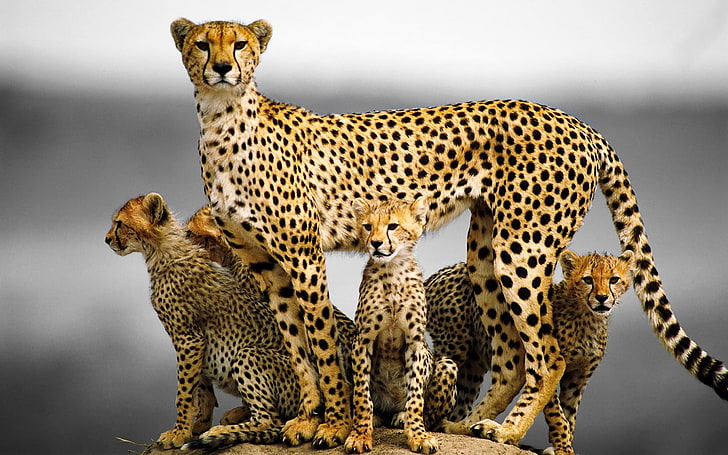 100+] Cheetah Wallpapers