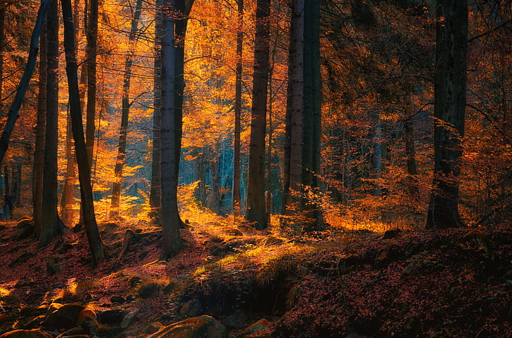 trees, forest, fall, leaves, fallen leaves, HD wallpaper