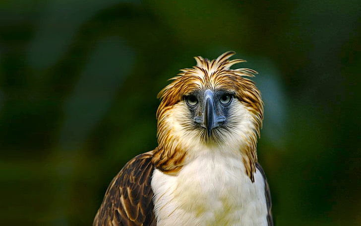 Birds, Philippine Eagle, Colorful, Green, one animal, animal themes