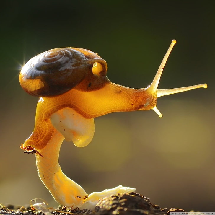 snail, one animal, animal themes, close-up, no people, focus on foreground, HD wallpaper