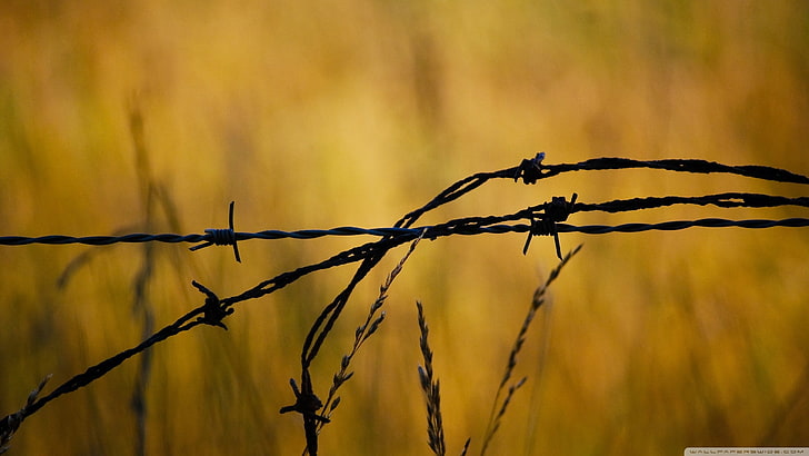 black and brown tree branch, closeup, barbed wire, bokeh, fence, HD wallpaper