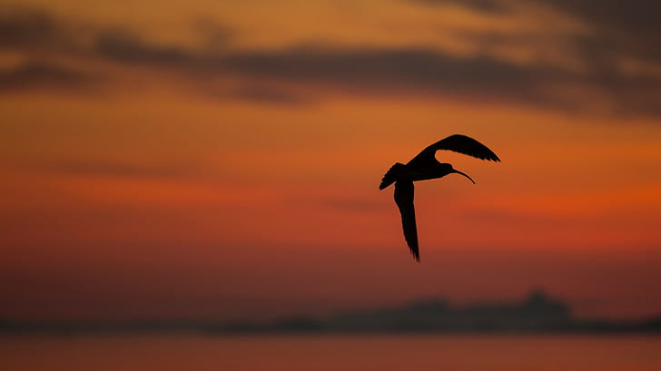 Curlew, sunset, silhouette, background, HD wallpaper