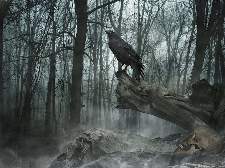 crow animal, Dark, Fog, Raven, Skull, tree, plant, forest, branch