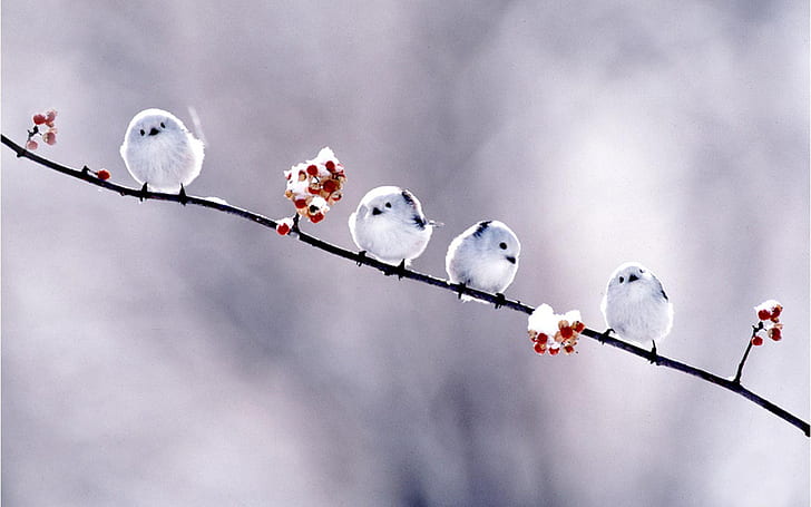 Birds, Bunting, Animal, Berry, Branch, Snow Bunting, Winter