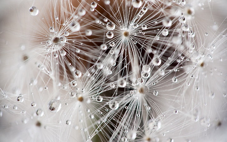water droplets digital wallpaper, dandelion, fluff, seeds, drops