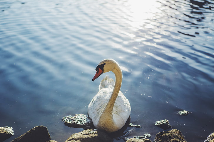 white swan, bird, water, nature, animal, lake, wildlife, outdoors