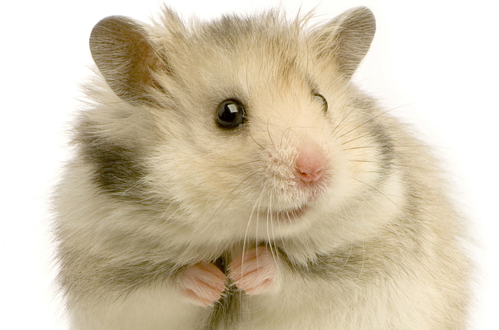 white and gray rodent, hamster, feathers, animal, mammal, studio Shot