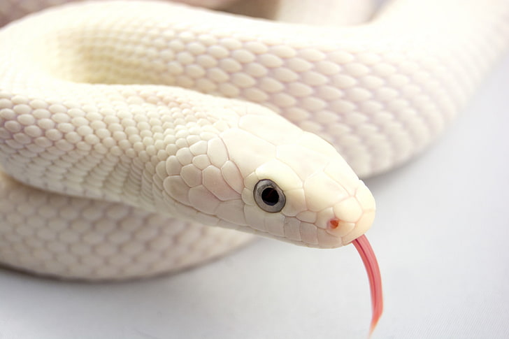 HD wallpaper: white snake, language, snakes, albino | Wallpaper Flare
