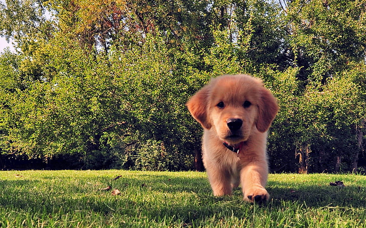 HD wallpaper: dark golden retriever puppy, funny, summer, dog, grass, pets  | Wallpaper Flare