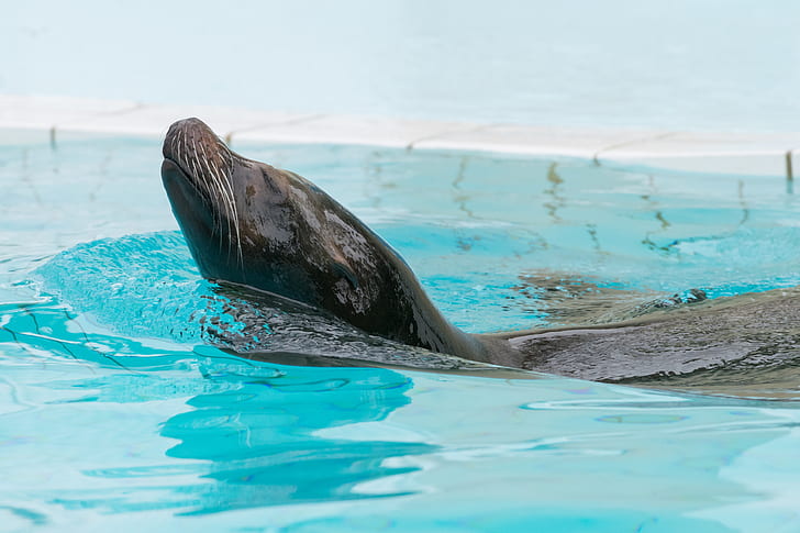 Fur Seal, Swimming, Pool
