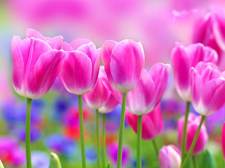 Beautiful pink tulips flowers, blur background