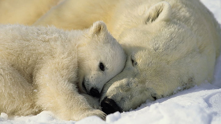 polar bears-Animal photo wallpapers, white polar bear and cub
