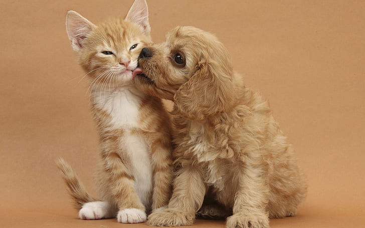 Dog and Cat Kissing, orange tabby kitten; brown american cocker spaniel puppy