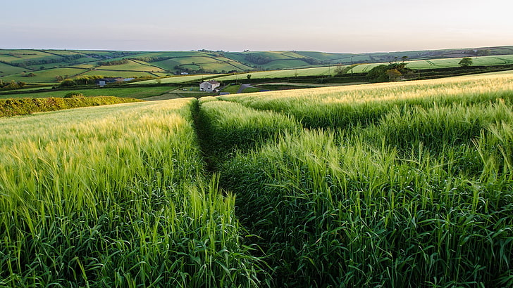 green grass field, landscape, England, plains, plant, environment